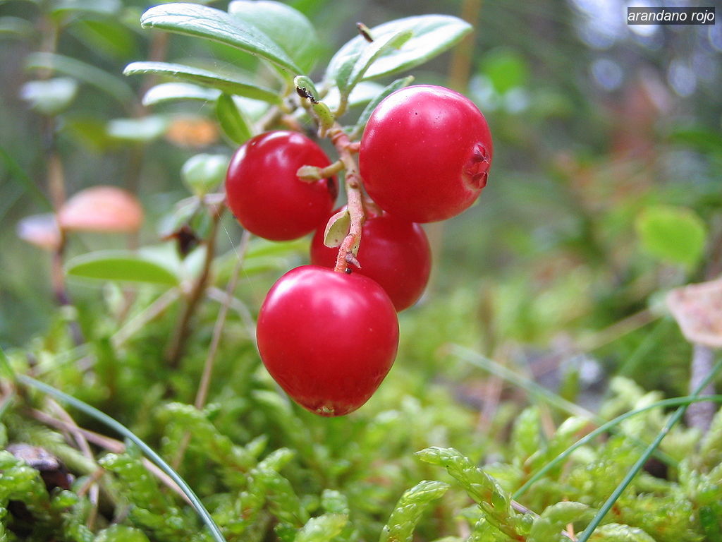 arandano rojo1