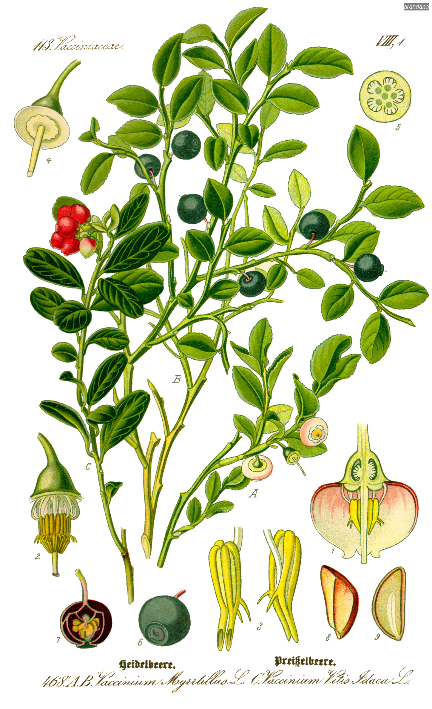 arandano vaccinium myrrtillus0