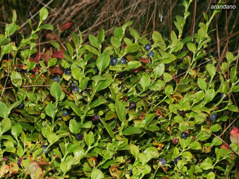 arandano vaccinium myrtillus 02 5752