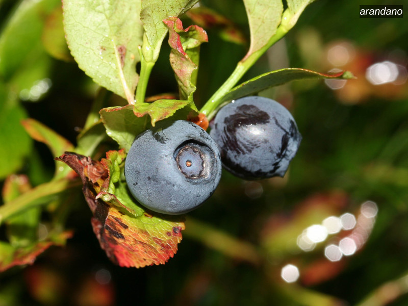 arandano vaccinium myrtillus 03 5750