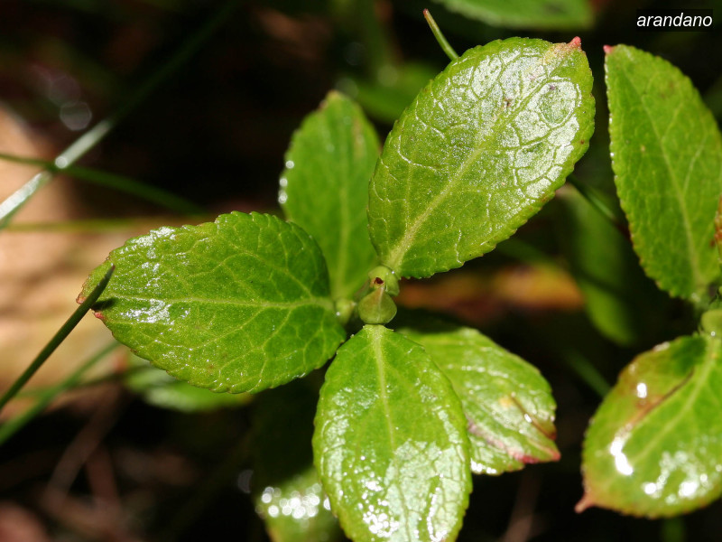 arandano vaccinium myrtillus 04 5751