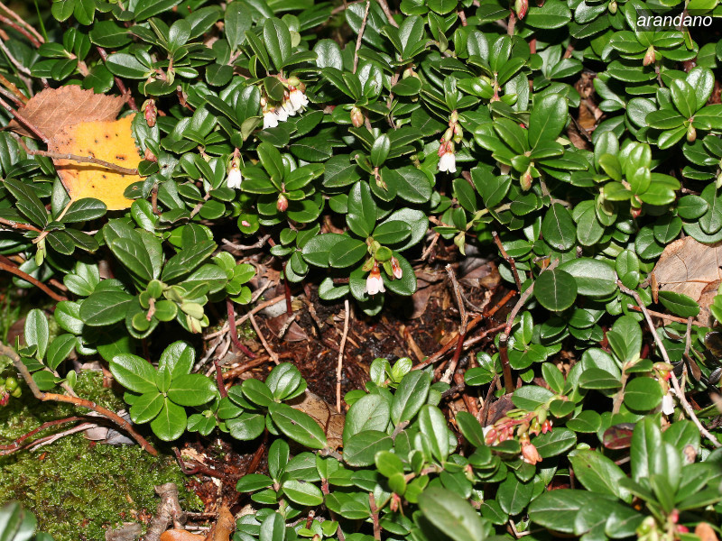 arandano vaccinium vitis idaea 01 5737