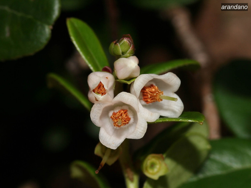 arandano vaccinium vitis idaea 02 5739
