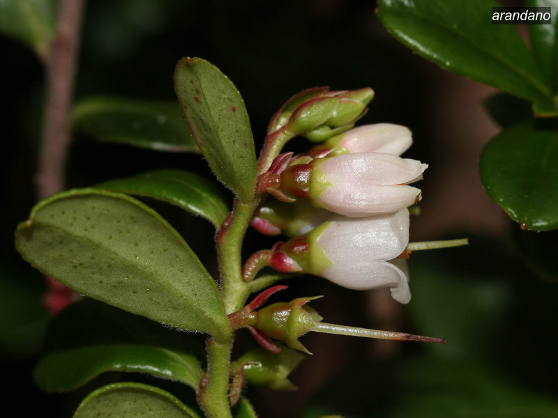 arandano vaccinium vitis idaea 05 5740