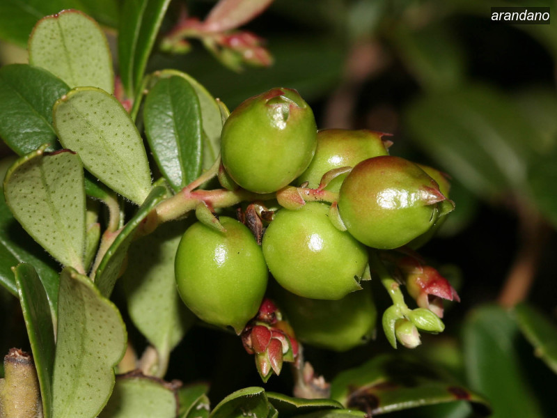 arandano vaccinium vitis idaea 06 5745