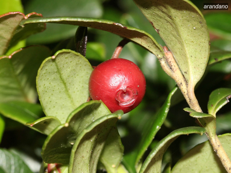 arandano vaccinium vitis idaea 07 5744