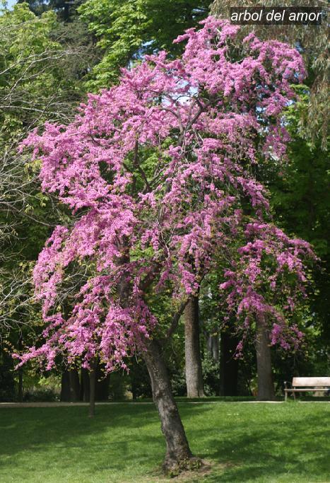 Arbol del amor0 Arbol del amor0