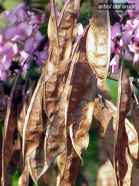 Arbol del amor2 Arbol del amor2