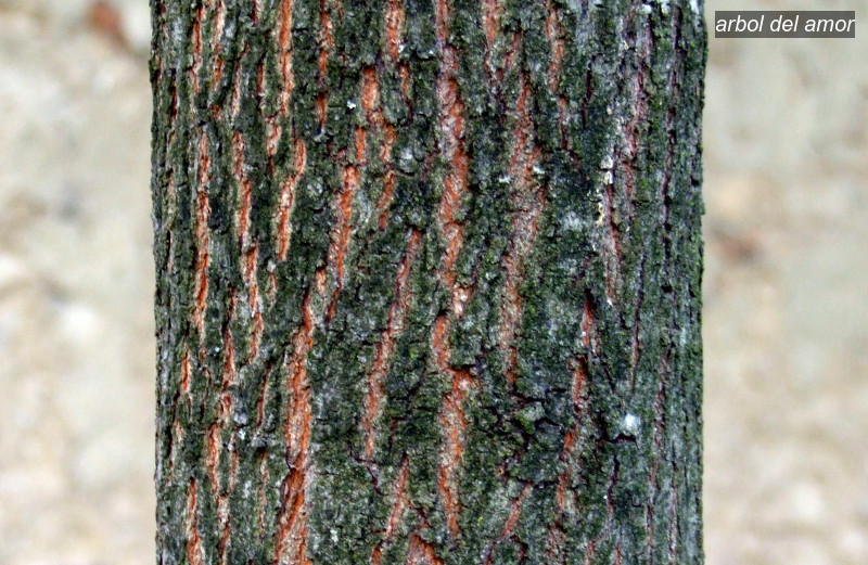 Arbol del amor3 Arbol del amor3
