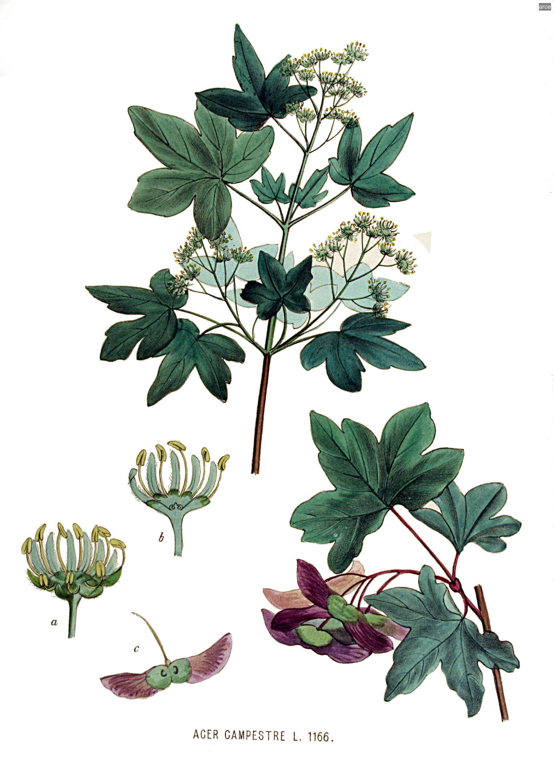 arce3 arce3