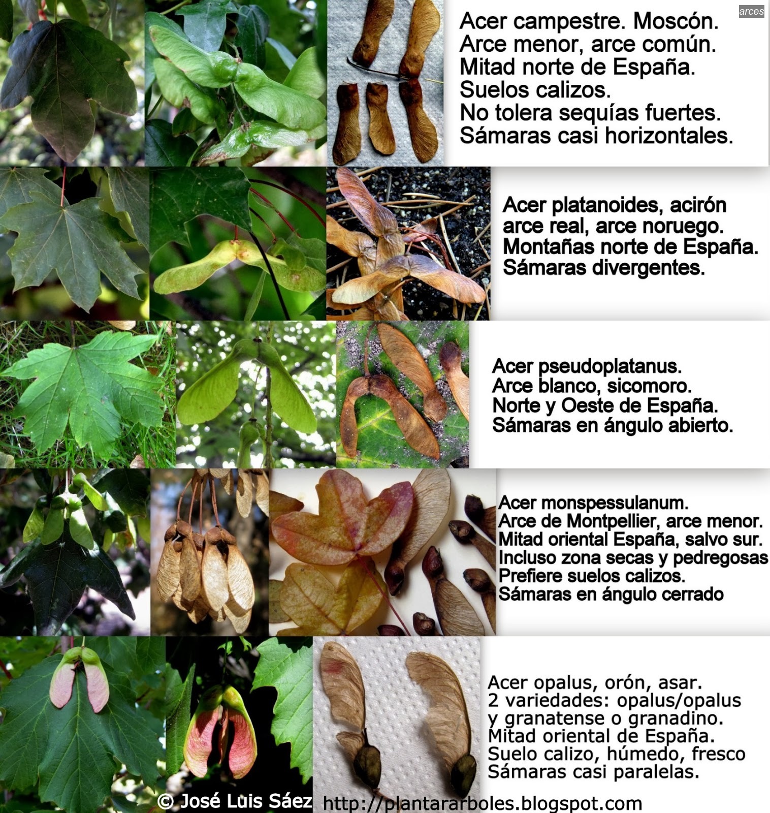 Arces acer Arces acer