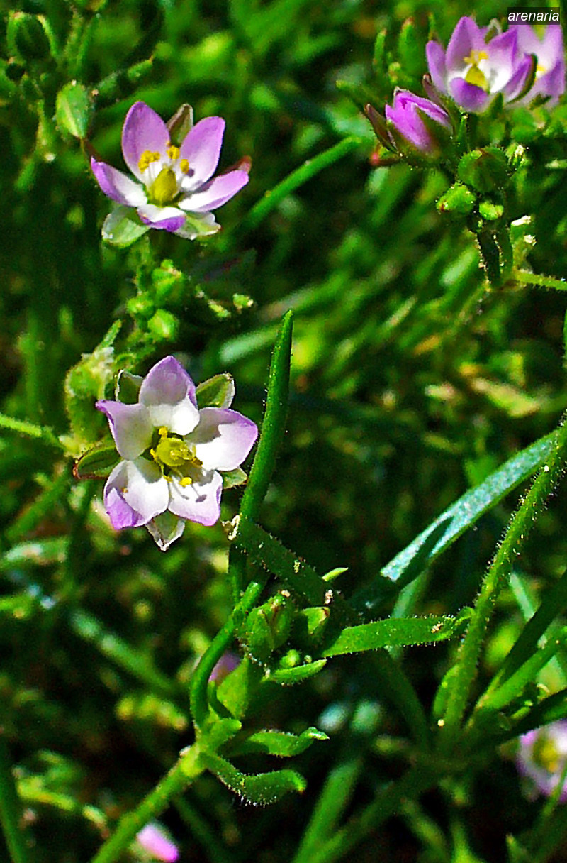 arenaria2 arenaria2