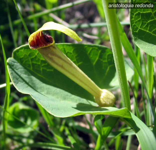 aristoloquia redonda1 aristoloquia redonda1