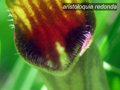 aristoloquia redonda2 aristoloquia redonda2