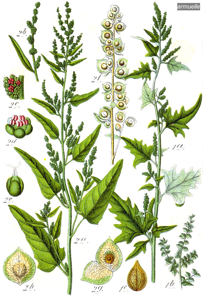 armuelle0 atriplex hortensis armuelle0 atriplex hortensis