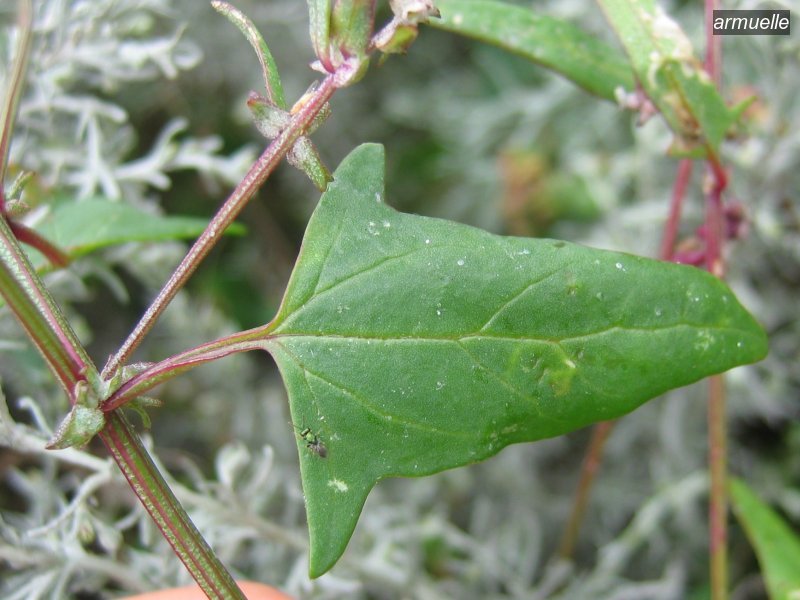 armuelle1 atriplex prostrata armuelle1 atriplex prostrata