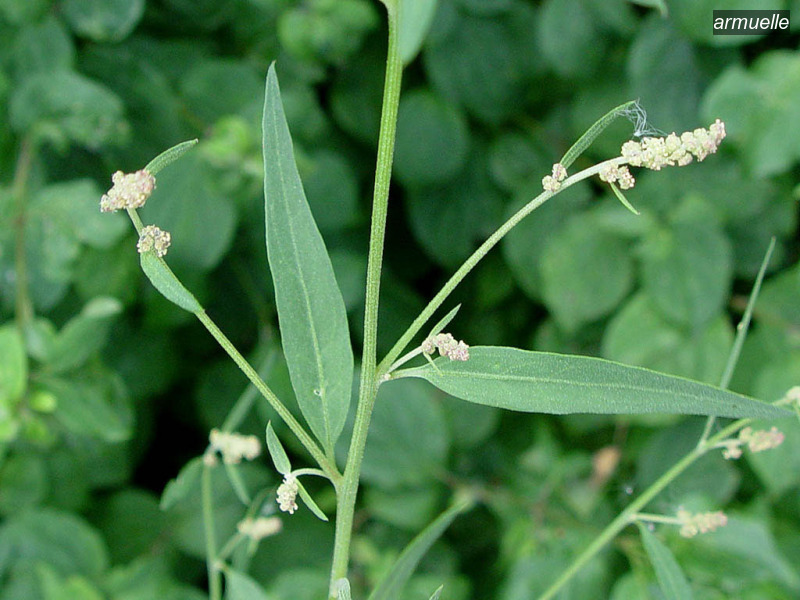 armuelle atriplex patula uitstaande melde02 armuelle atriplex patula uitstaande melde02