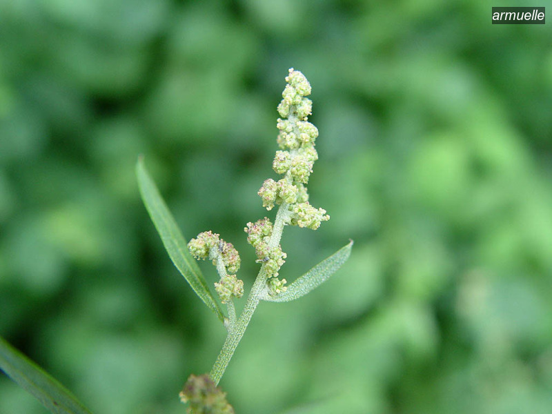 armuelle atriplex patula uitstaande melde03 armuelle atriplex patula uitstaande melde03