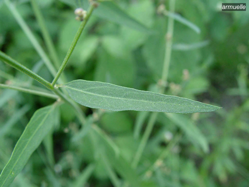 armuelle atriplex patula uitstaande melde06 armuelle atriplex patula uitstaande melde06