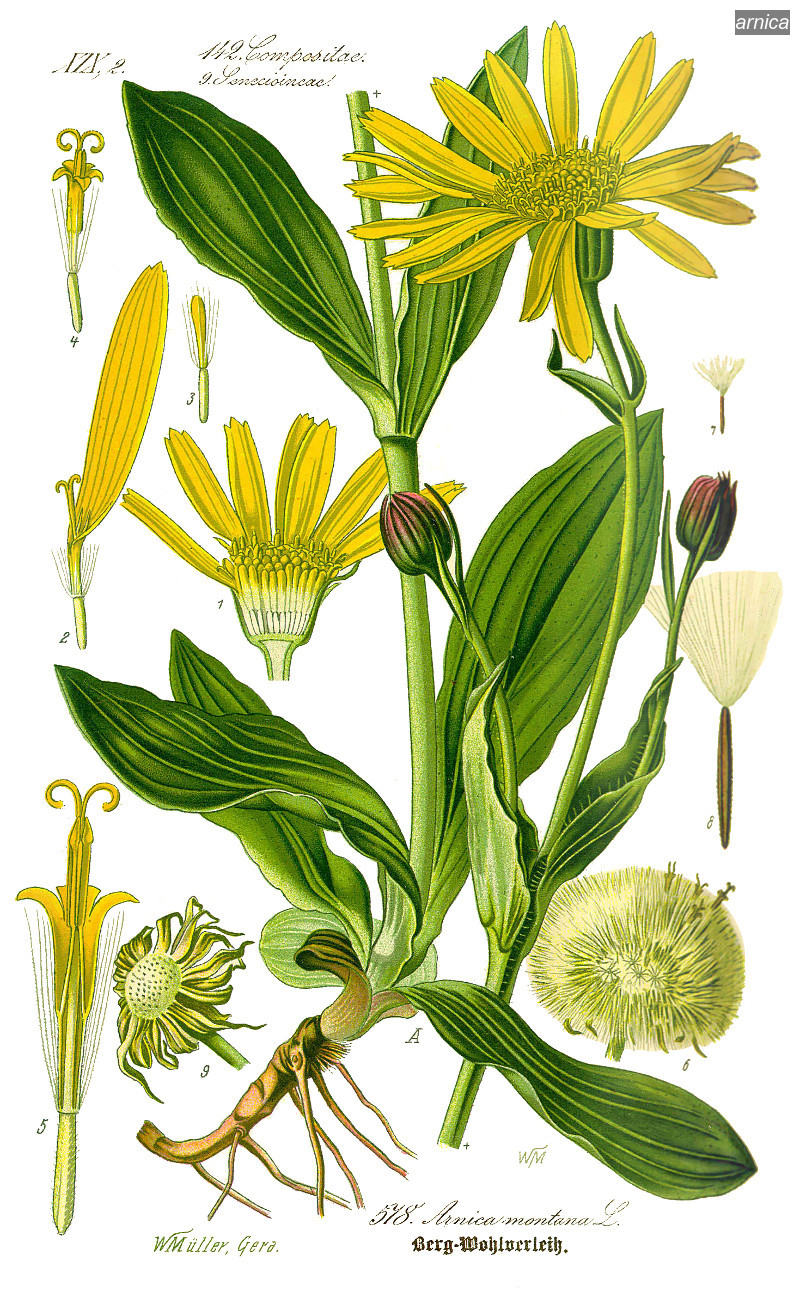 arnica0