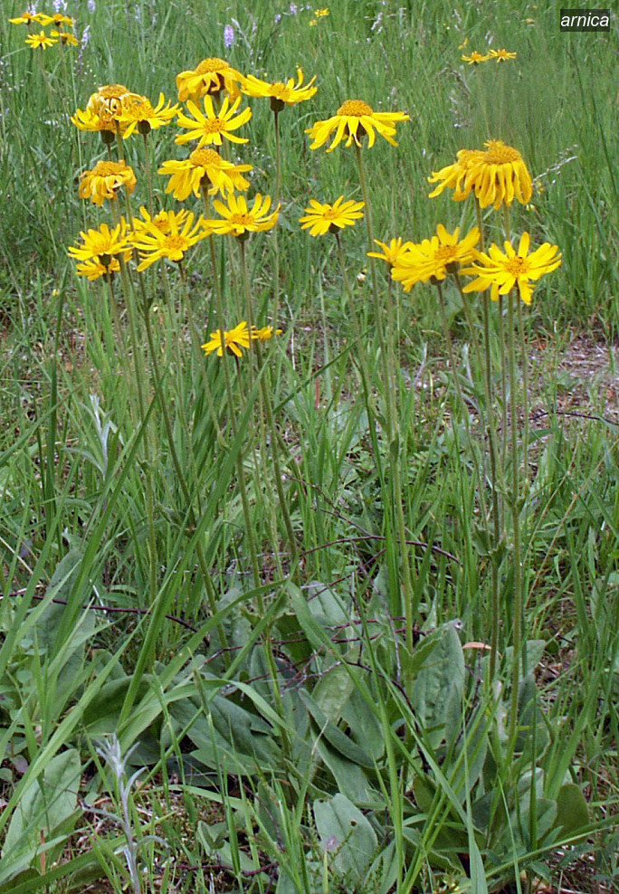 arnica1
