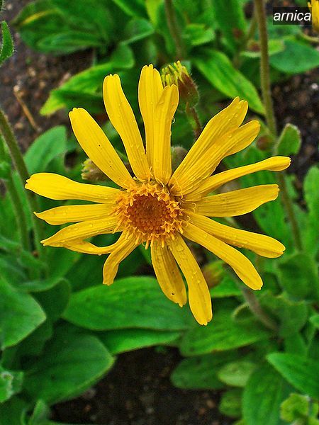 arnica2
