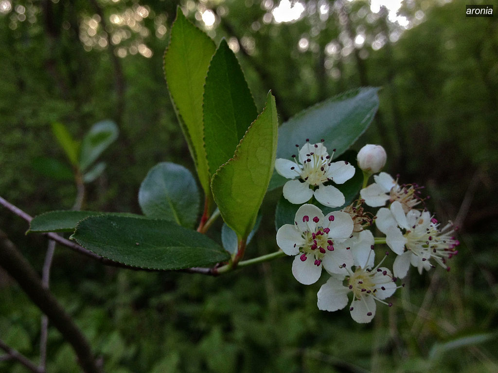 aronia0 Aronia melanocarpa aronia0 Aronia melanocarpa
