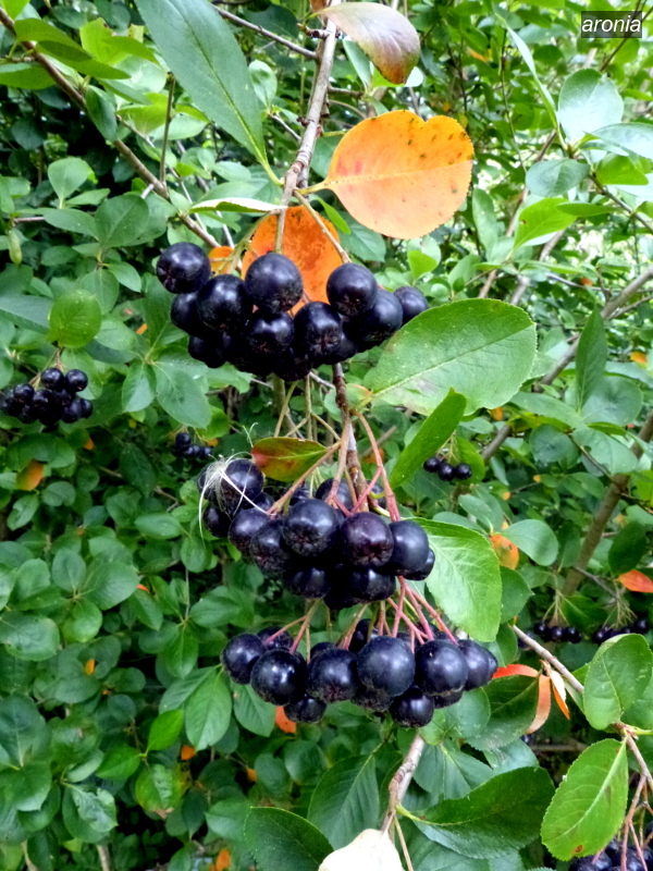 aronia1 aronia1