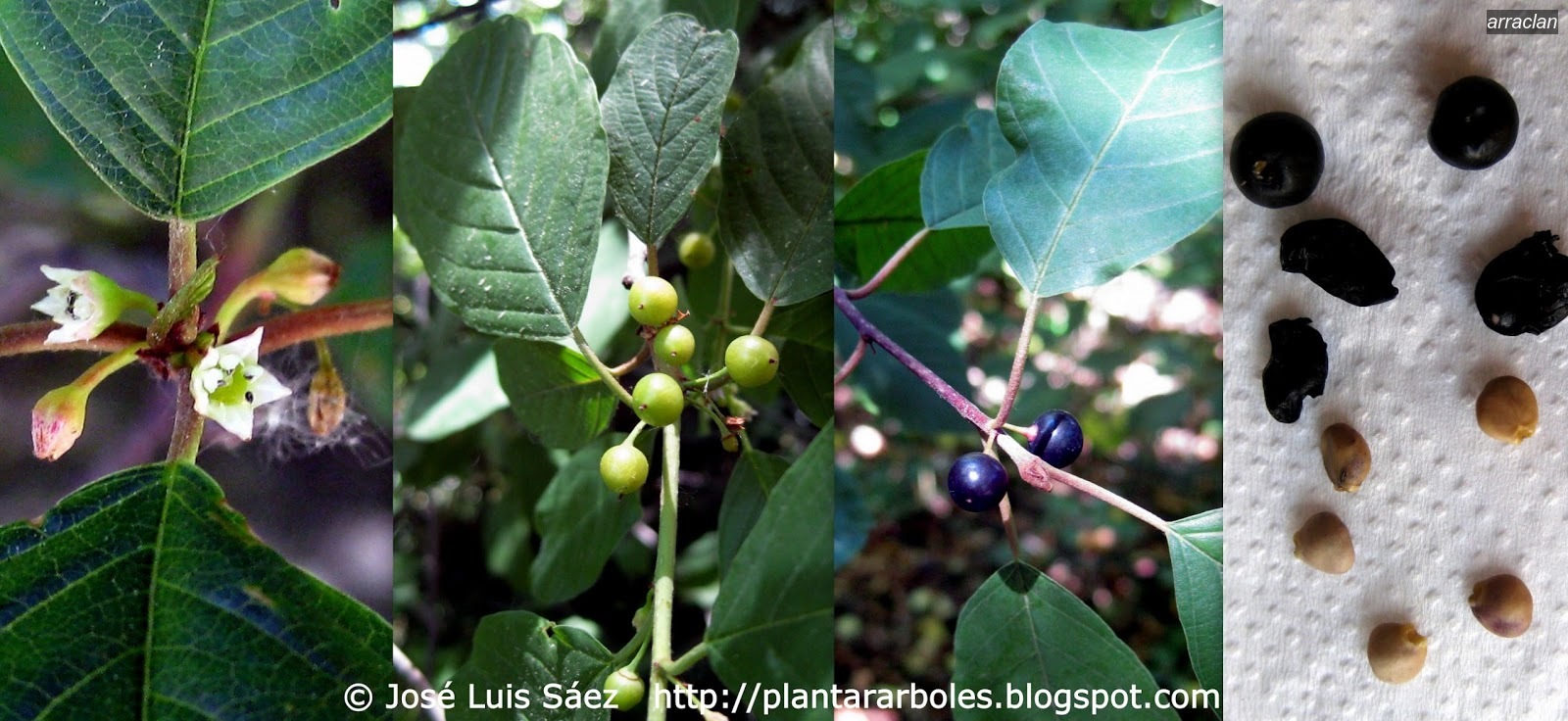 Arraclan Frangula alnus Arraclan Frangula alnus
