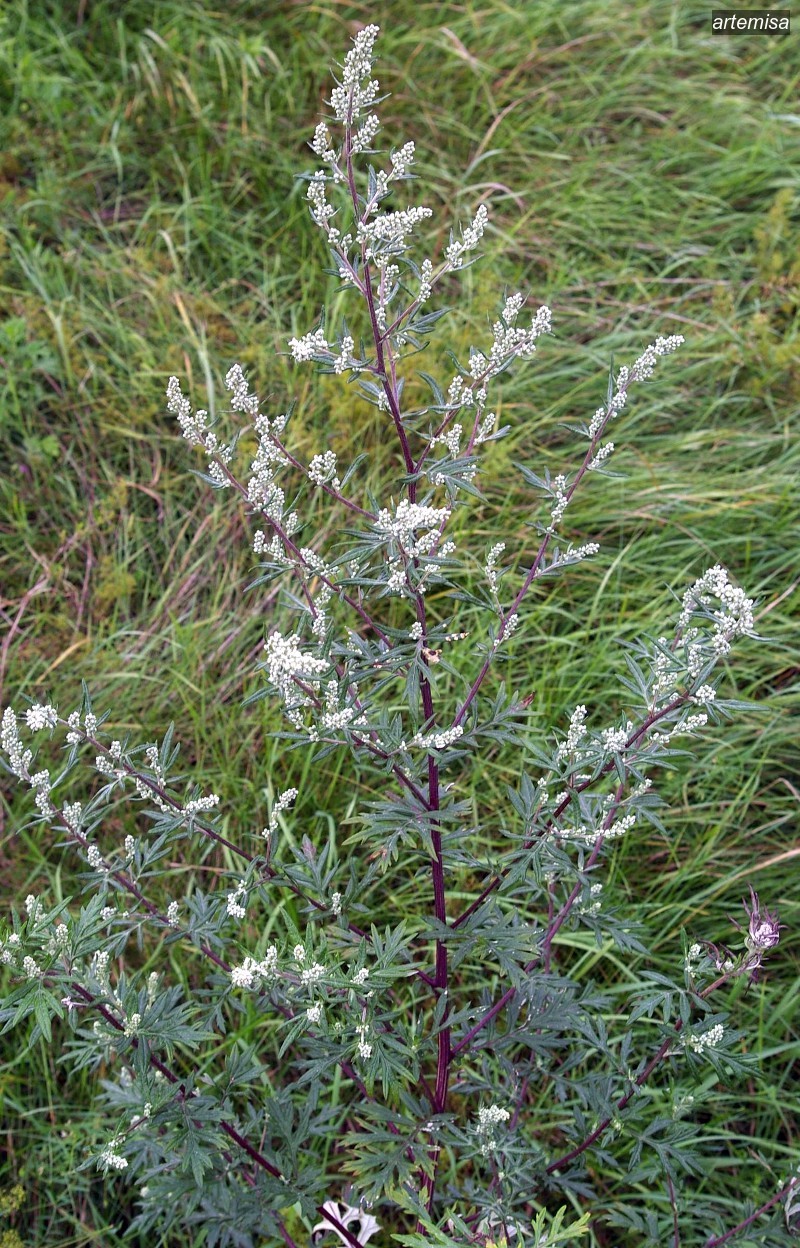 artemisa0