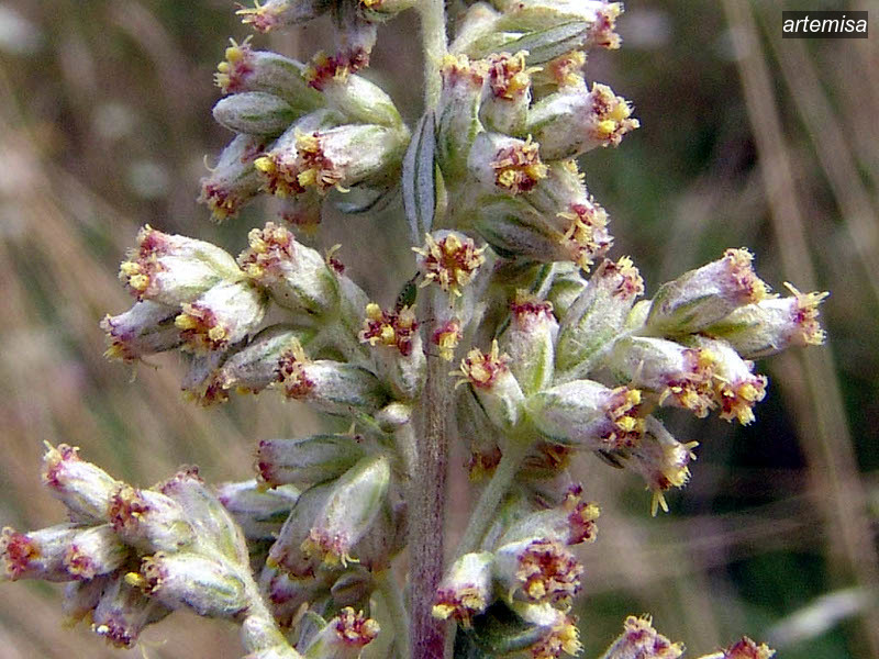 artemisa1