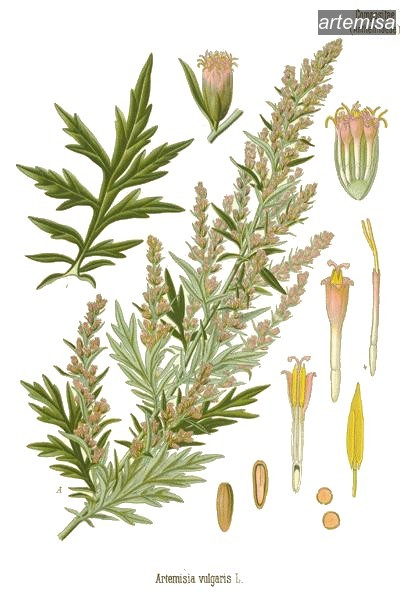 artemisa2