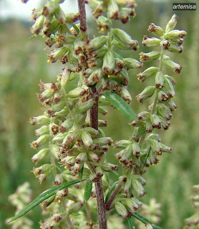 artemisa3