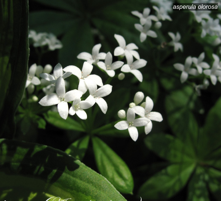 asperula olorosa2