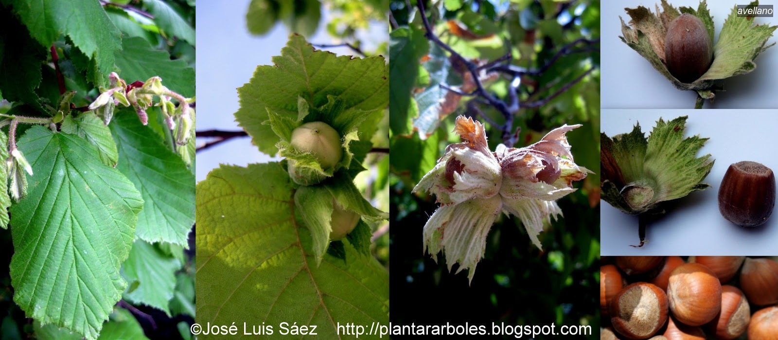 Avellano Corylus avellana Avellano Corylus avellana