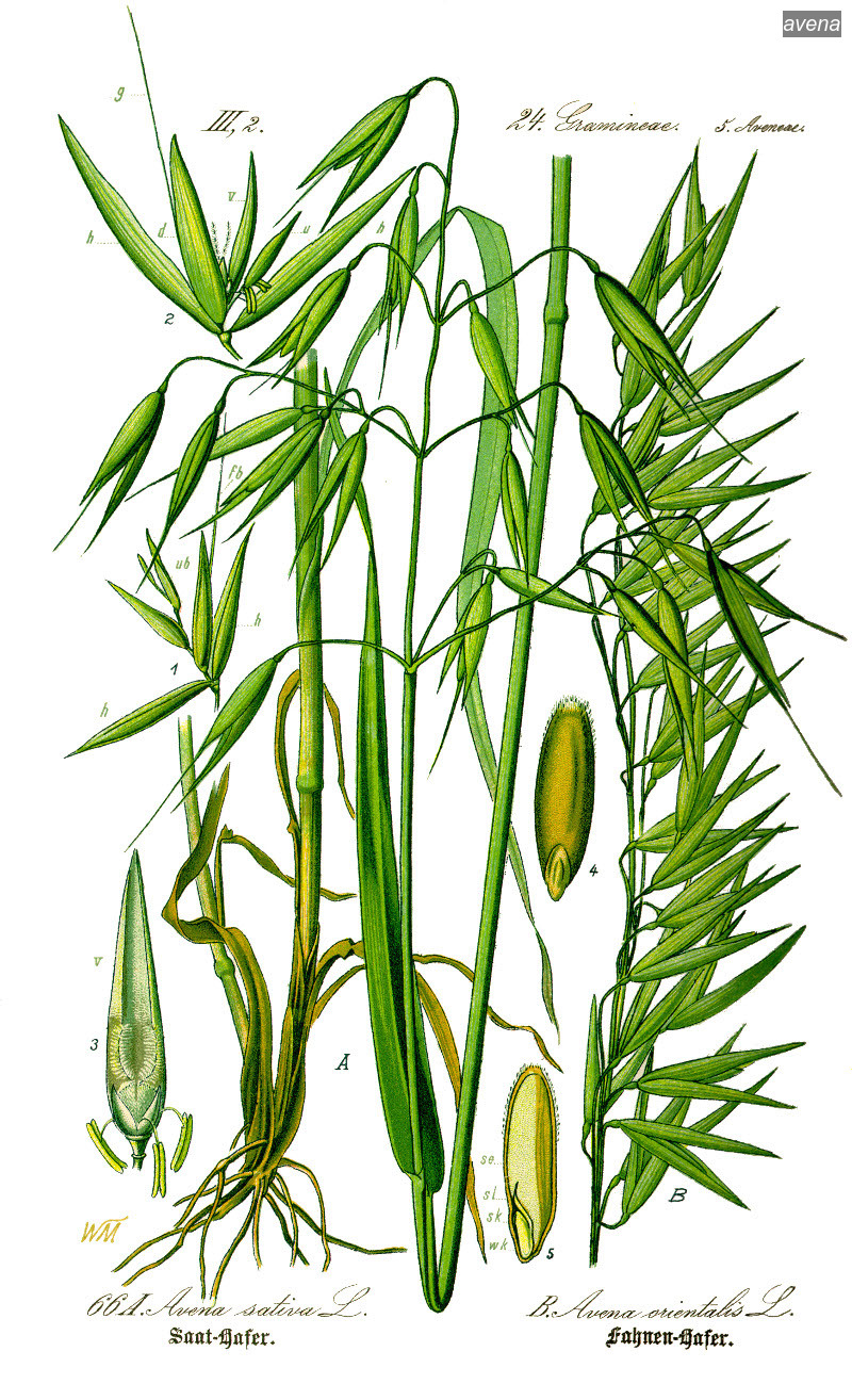 avena1 avena1