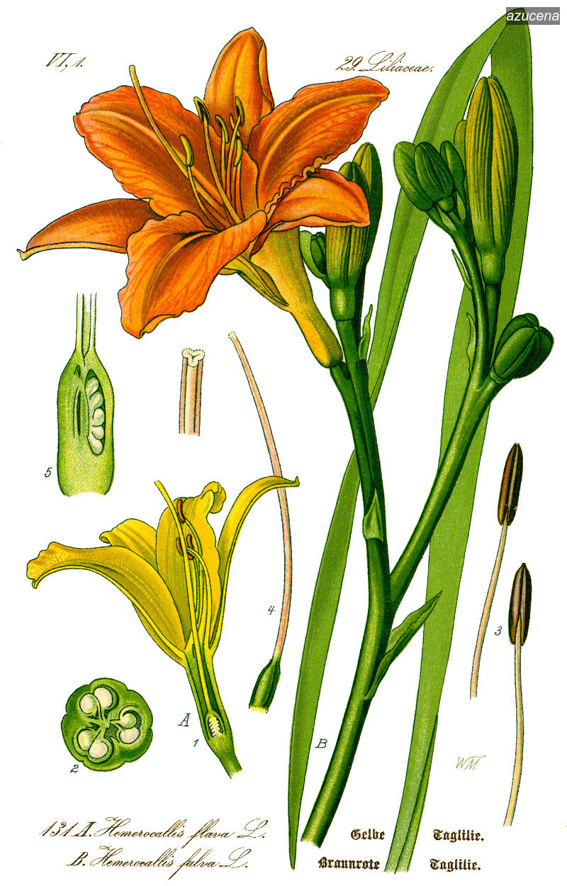 azucena0