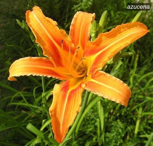 azucena9