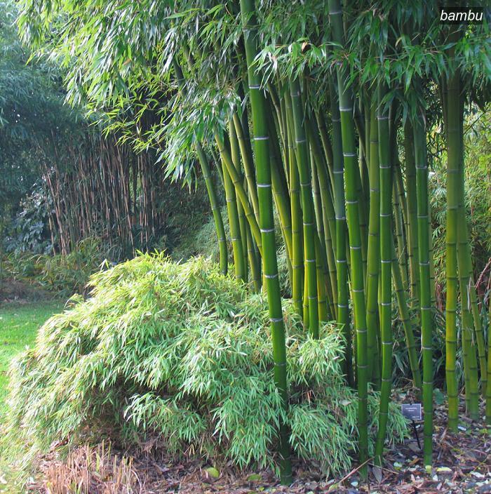 bambu9 bambu9