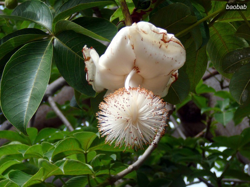 baobab0