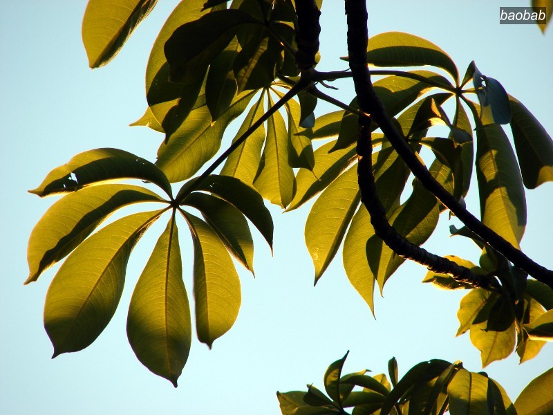 baobab1