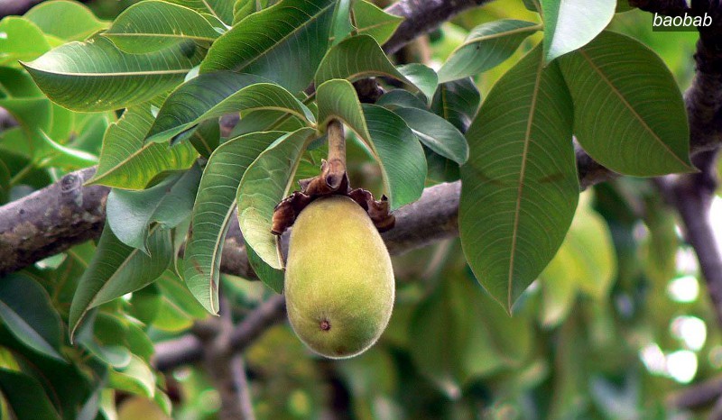 baobab2