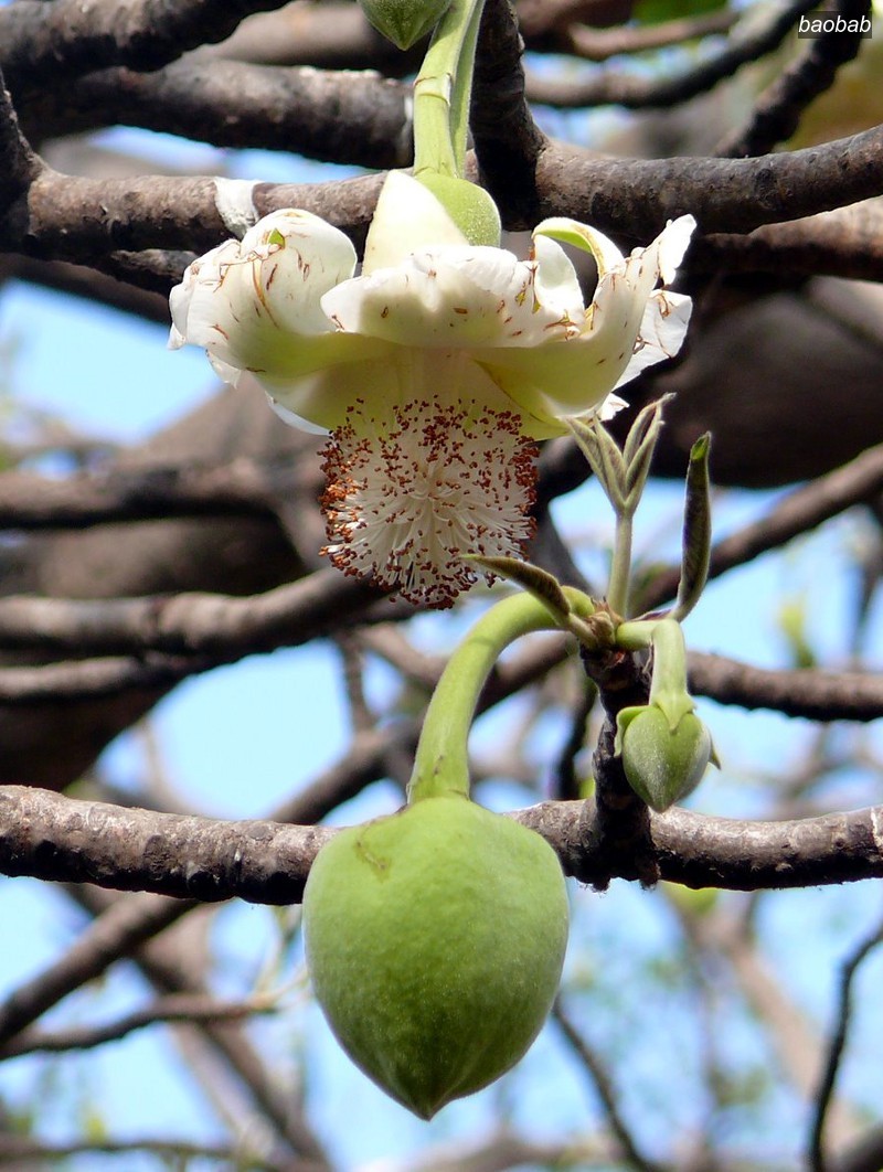 baobab3