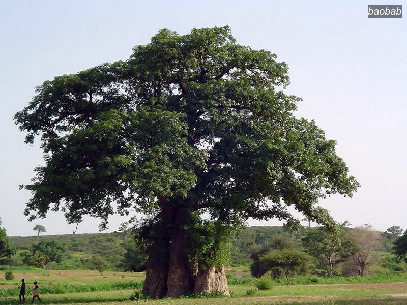 baobab9