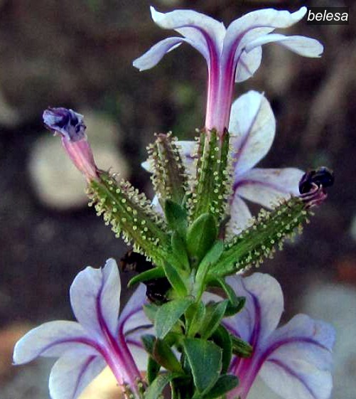 belesa3