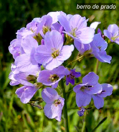 berro de prado1 berro de prado1