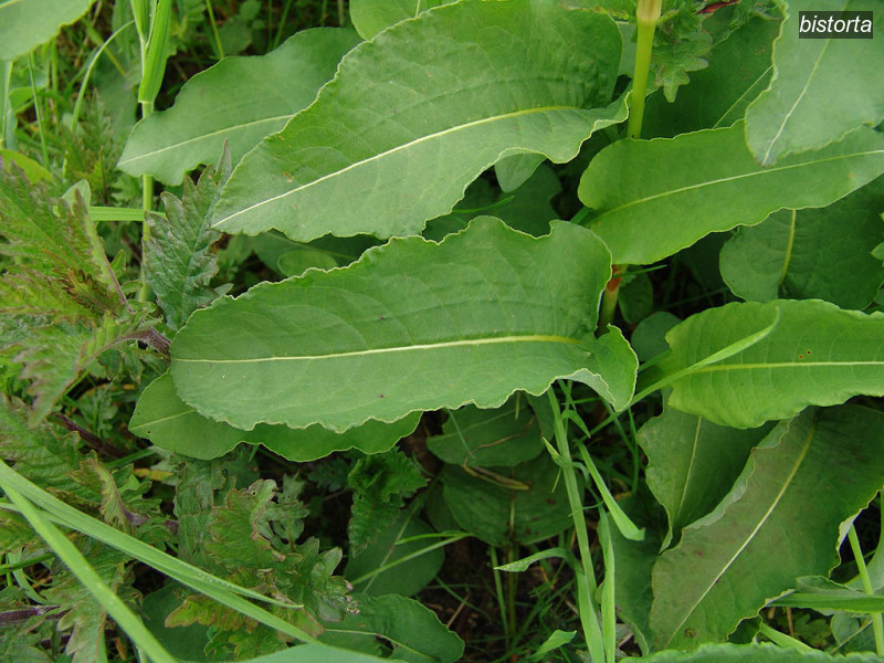 bistorta polygonum bistorta adderwortel 07717