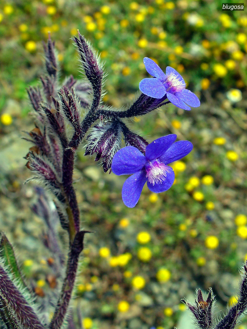 blugosa2 blugosa2