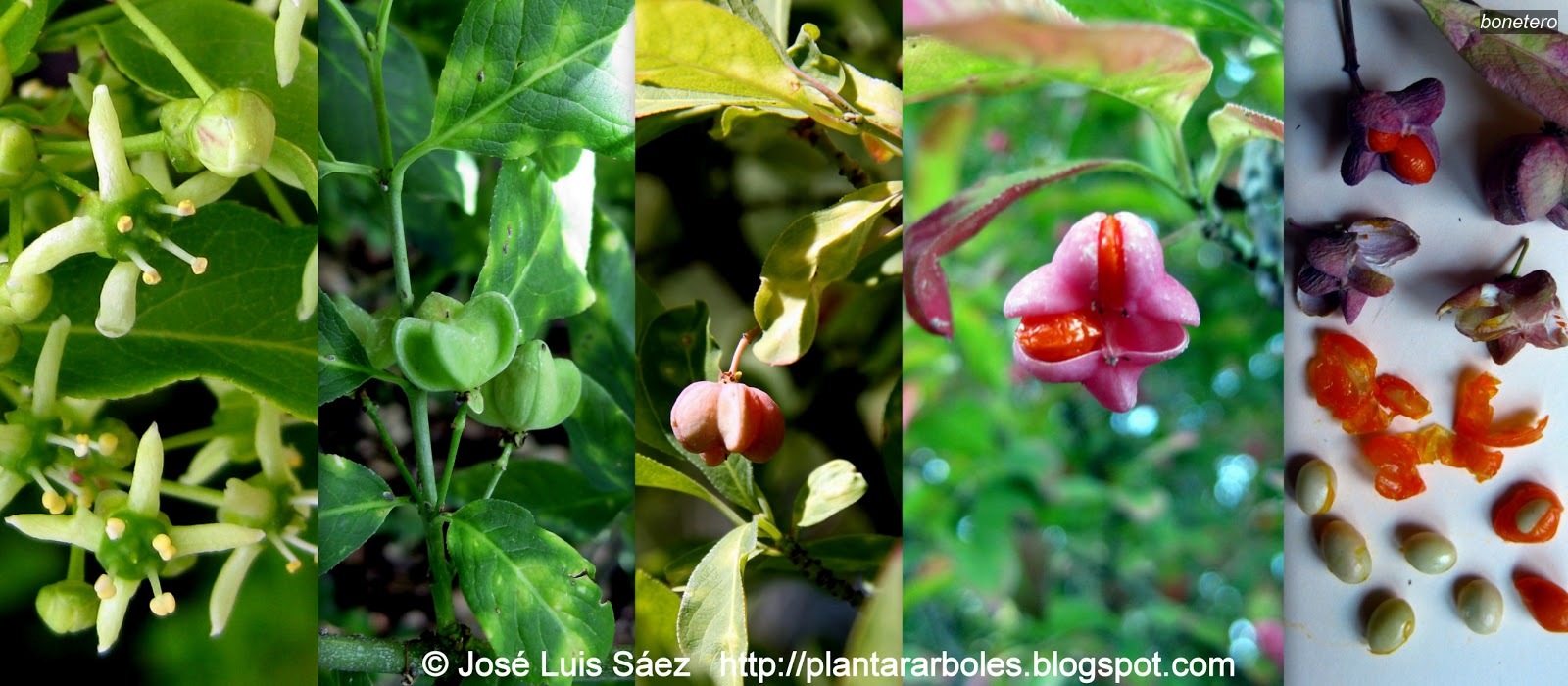Bonetero Euonymus europaeus Bonetero Euonymus europaeus