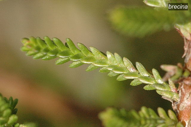 brecina1